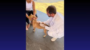 Outubro Rosa Pet conta com vacinação, feira de adoção e
