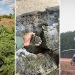 PF destrói 29 mil pés de maconha em terras indígenas