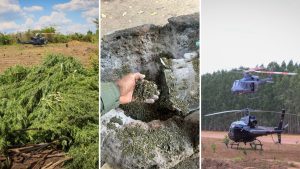 PF destrói 29 mil pés de maconha em terras indígenas
