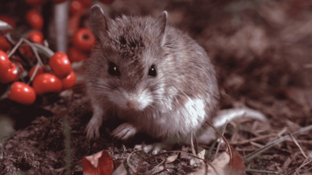 Parente distante do lobisomem? Esse rato ficou conhecido por “uivar”