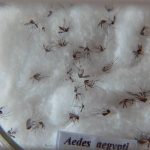 Pesquisa do Butantan padroniza nomenclatura de vírus da dengue