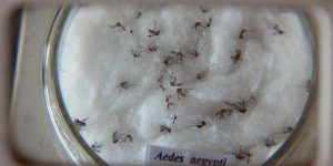 Pesquisa do Butantan padroniza nomenclatura de vírus da dengue