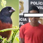 Polícia prende acusado de roubar pássaro avaliado em R$ 30