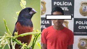 Polícia prende acusado de roubar pássaro avaliado em R$ 30