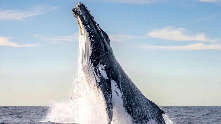 Qual animal tem o pior hálito do mundo?