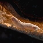 Ratos-toupeira-pelados mostram que segredo da longevidade é uma proteína