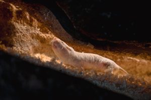 Ratos-toupeira-pelados mostram que segredo da longevidade é uma proteína