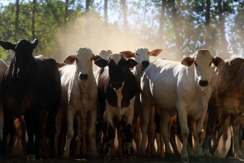 Rebanho bovino é maior que população do Brasil