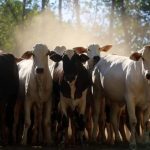 Rebanho bovino é maior que população do Brasil