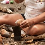 Startup maranhense leva soluções sustentáveis a partir do babaçu para