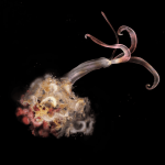 Vermes-zumbi estão sumindo dos oceanos — e isso preocupa cientistas