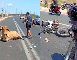 vaca