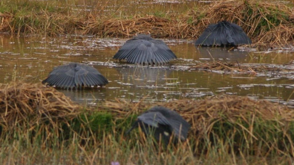 8 animais com comportamentos surpreendentes na caça