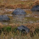 8 animais com comportamentos surpreendentes na caça