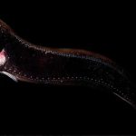 8 criaturas marinhas que parecem de outro planeta