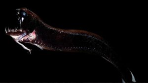 8 criaturas marinhas que parecem de outro planeta