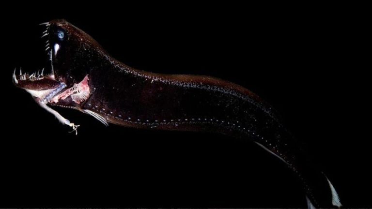 8 criaturas marinhas que parecem de outro planeta