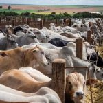 AGED inicia 2⁰ etapa de atualização cadastral de rebanhos no