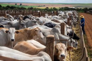 AGED inicia 2⁰ etapa de atualização cadastral de rebanhos no