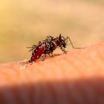 Aedes aegypti: pesquisa muda o que sabemos sobre a reprodução