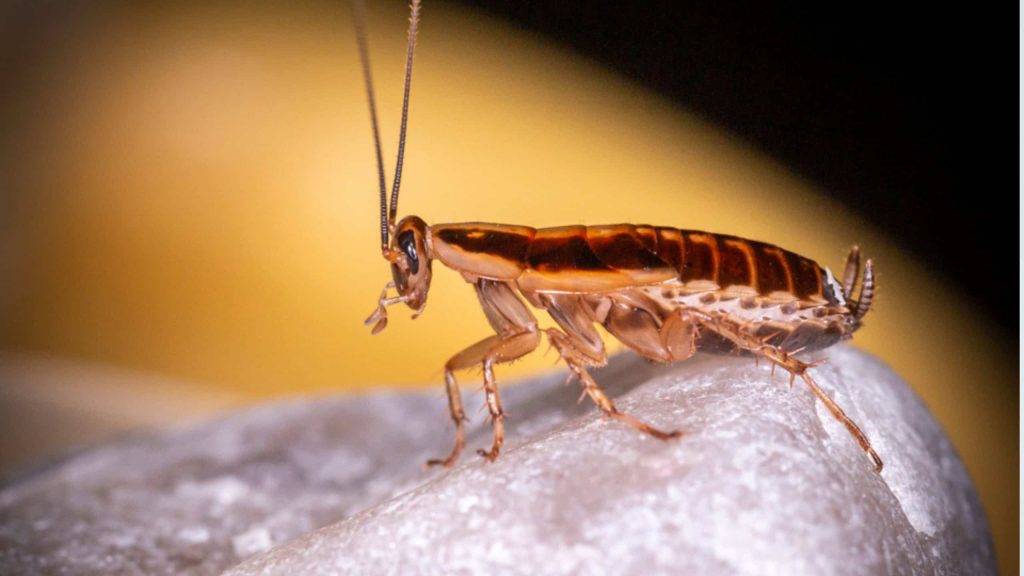 Alerta! Essa barata libera substâncias nocivas no ar