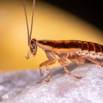Alerta! Essa barata libera substâncias nocivas no ar