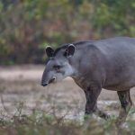Anta: fragmentação da Mata Atlântica ameaça espécie brasileira, revela estudo