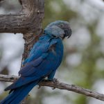 Ararinhas-azuis em extinção: aves de vida livre estão contaminadas com