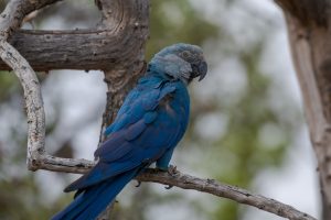 Ararinhas-azuis em extinção: aves de vida livre estão contaminadas com