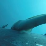 Assista: peixes-ventosa pegam carona nas costas de baleia jubarte