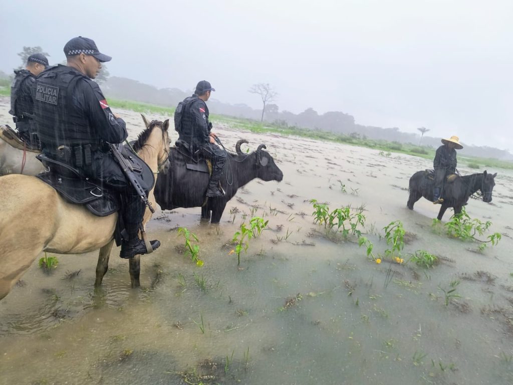 Búfalos superam pântano e ampliam alcance da PM no Marajó