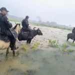 Búfalos superam pântano e ampliam alcance da PM no Marajó