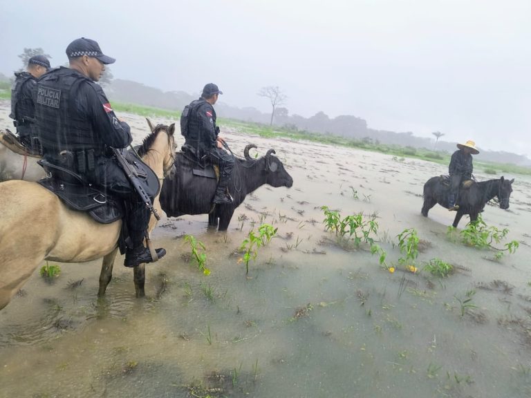 Búfalos superam pântano e ampliam alcance da PM no Marajó