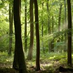 COP30: Alemanha vai investir R$ 6,1 bi em fundo florestal