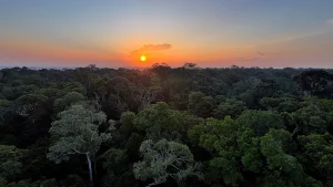 COP30: Fundo Florestas Tropicais para Sempre alcança US$ 5,5 bilhões