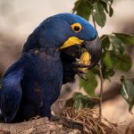 Câmara aprova PL para tipificar crime de tráfico de animais