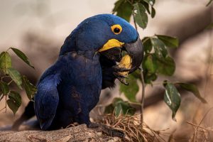 Câmara aprova PL para tipificar crime de tráfico de animais