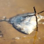 Centenas de peixes aparecem mortos em lago no Maranhão; autoridades
