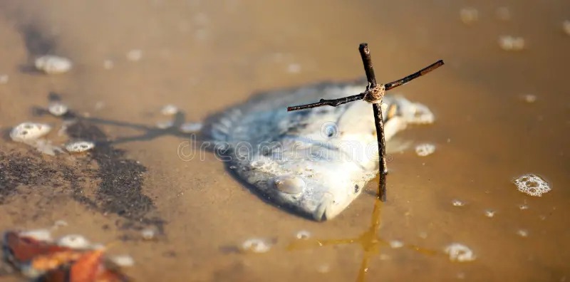 Centenas de peixes aparecem mortos em lago no Maranhão; autoridades