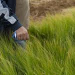 Cevada 16% mais produtiva e resistente a doenças no RS