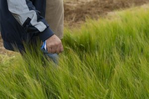 Cevada 16% mais produtiva e resistente a doenças no RS