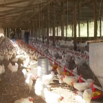 China suspende embargo e retoma importações de frango brasileiro após