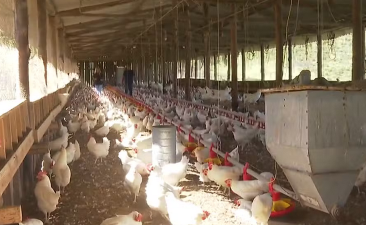 China suspende embargo e retoma importações de frango brasileiro após