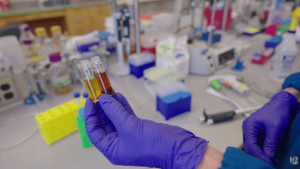 Cientistas criam pigmento poderoso por trás da camuflagem dos polvos