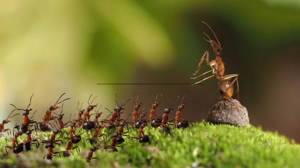 Como as formigas se comunicam? Entenda o complexo sistema social