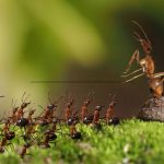 Como as formigas se comunicam? Entenda o complexo sistema social