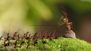 Como as formigas se comunicam? Entenda o complexo sistema social