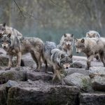 Comportamento surpreendente de lobos desafia cientistas no Canadá