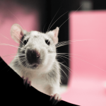 Diabetes tipo 1 é totalmente curada em ratos em tratamento