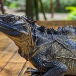 Dragão-vela: este animal parece saído da pré-história, mas existe atualmente!